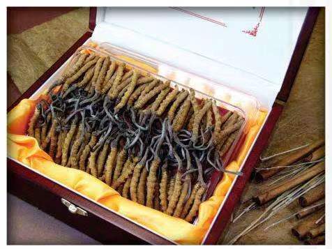 吉安冬虫夏草回收